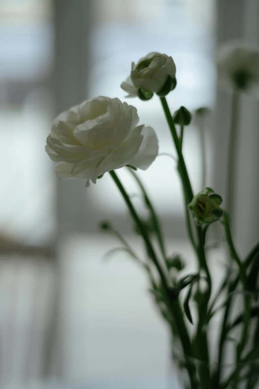 three white flowered flowers with one large white flowers with one smaller flowers