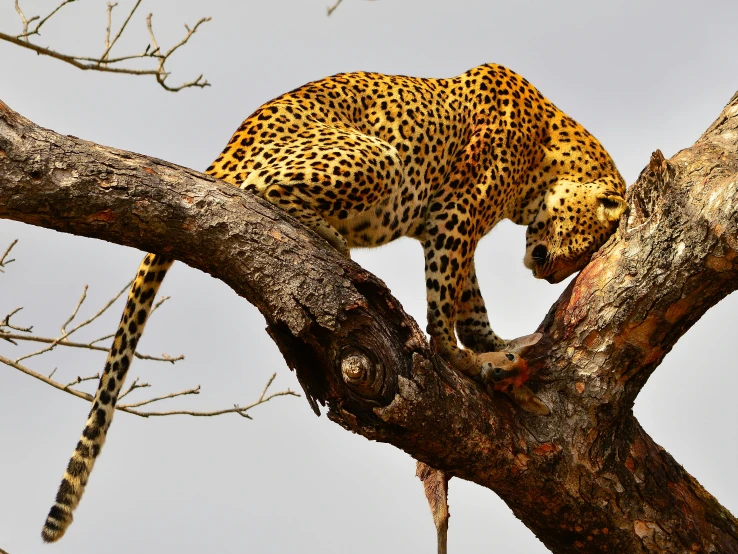 the leopard is climbing up a nch in the tree