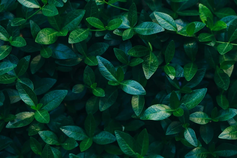 closeup s of green foliage in full frame