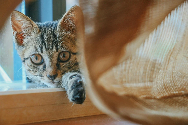 a cat laying down on the window sill