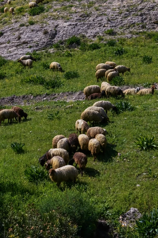 sheep grazing on grass in an open field