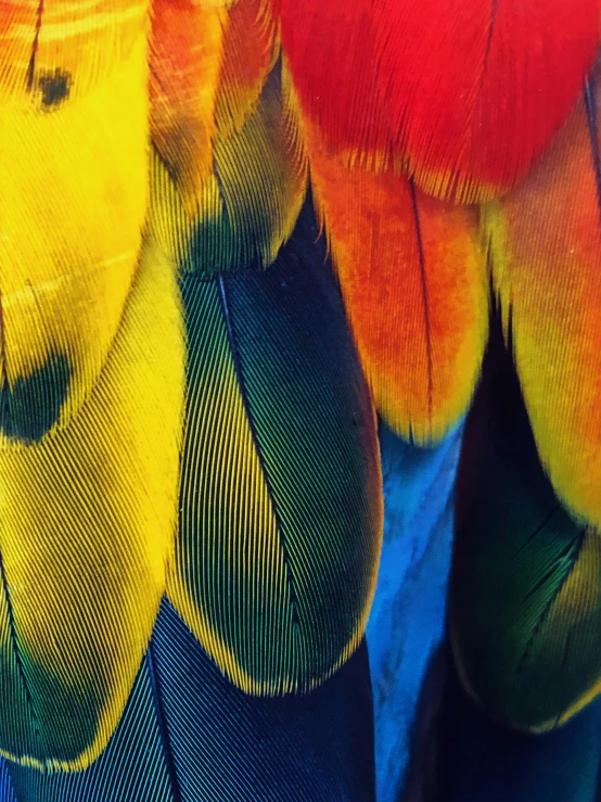 many colorful feathers on a bird together