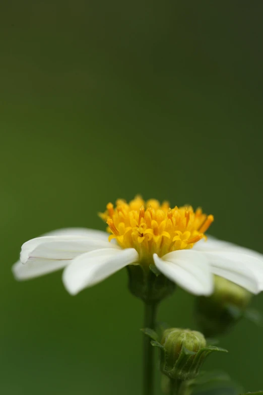 an up close image of a flower with white petals