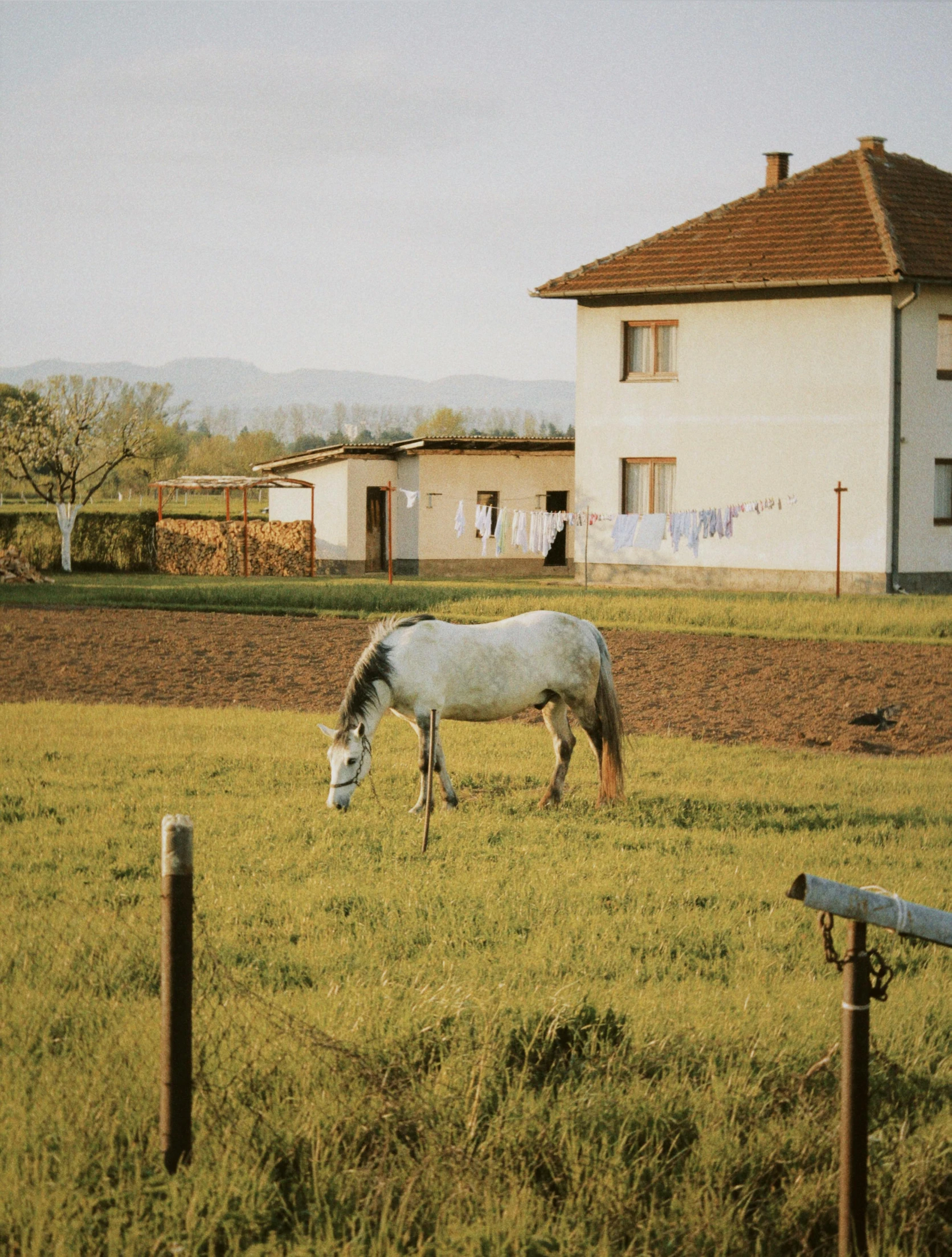 a horse grazing on a green pasture next to a house