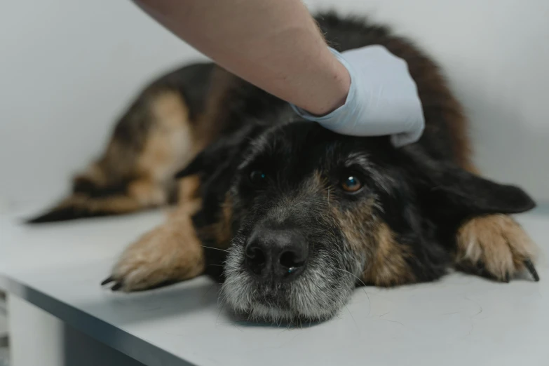 a dog laying on top of a table getting bandaged by someone