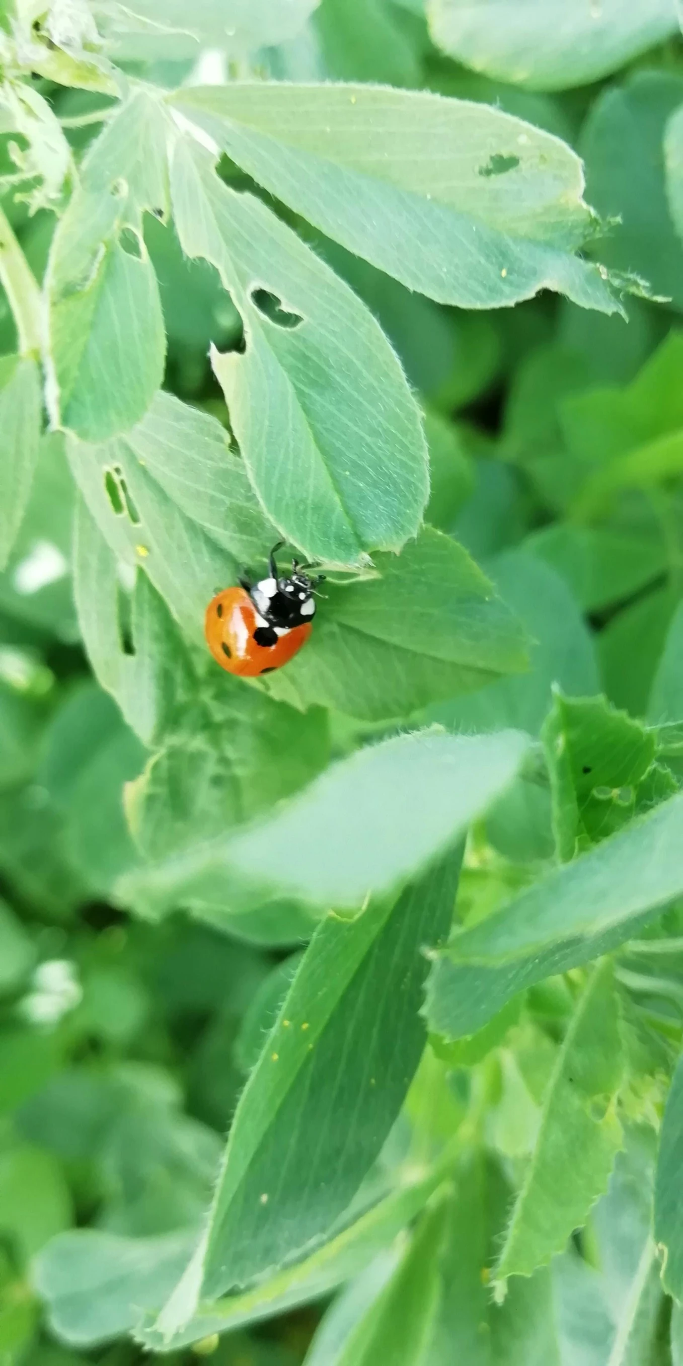 a little red bug is sitting on the green leaf