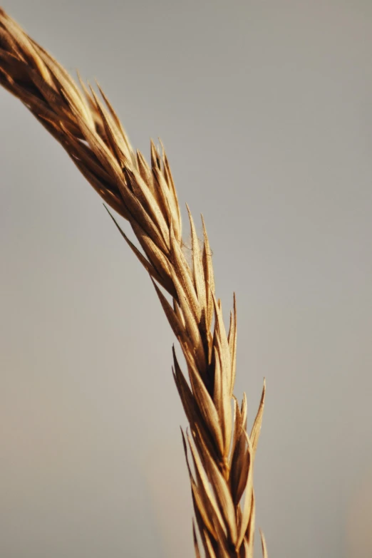 a field of grass against a gray sky