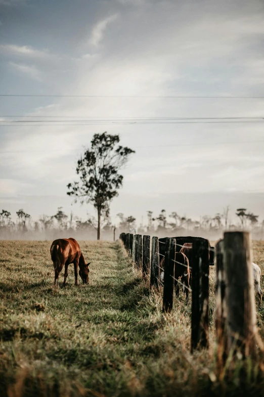 a couple of horses in a field near a fence