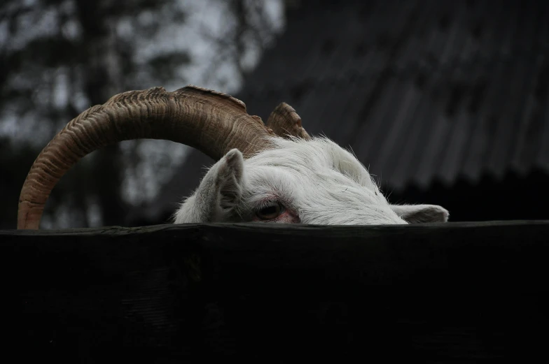 a goat with long horns resting down in the snow