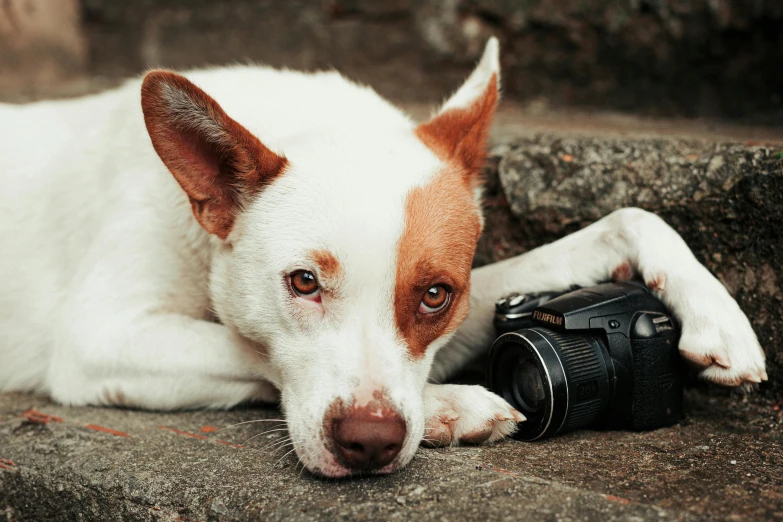 small white dog laying on the ground with a camera