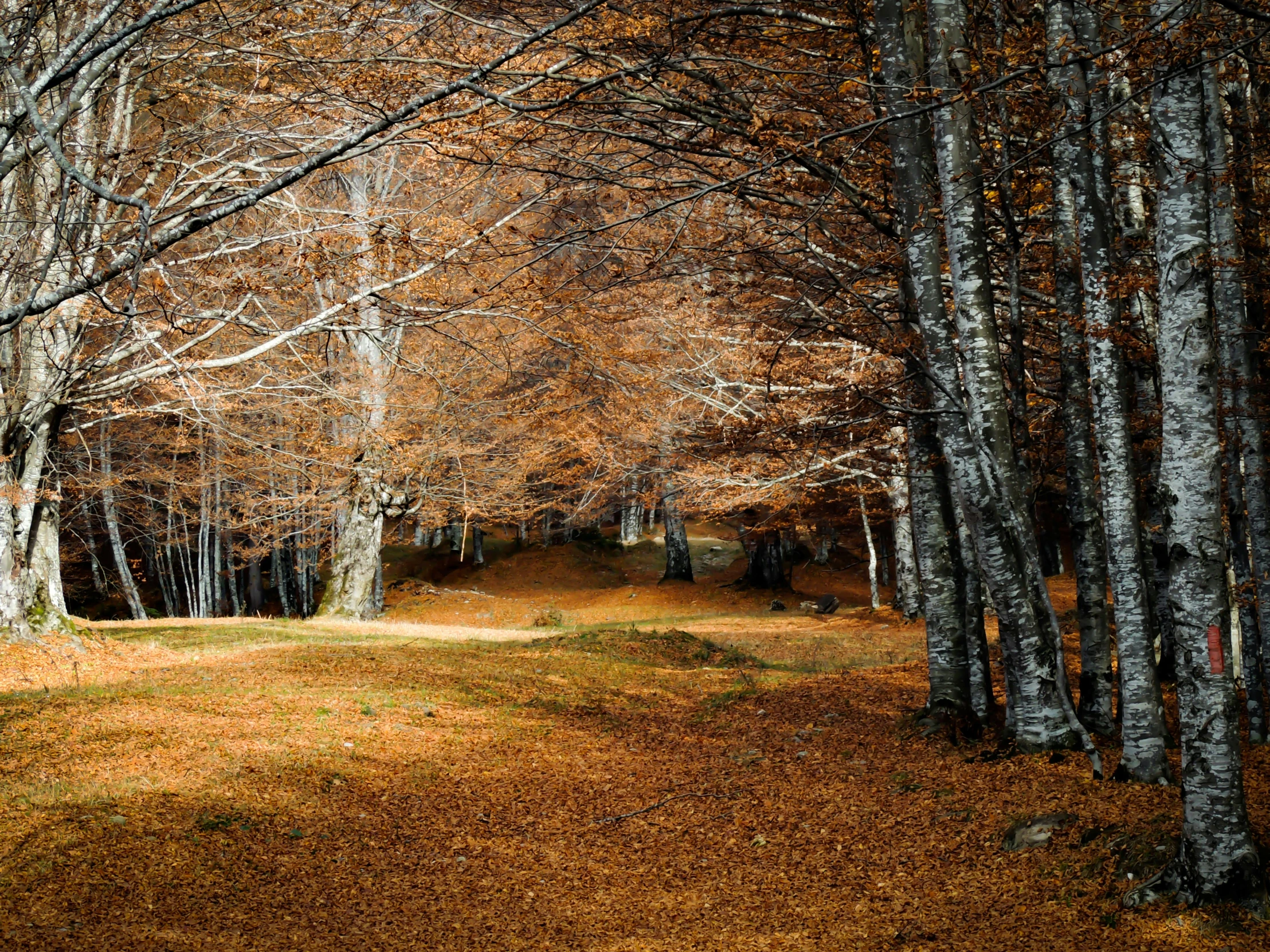 some trees are very bright and the leaves are still there