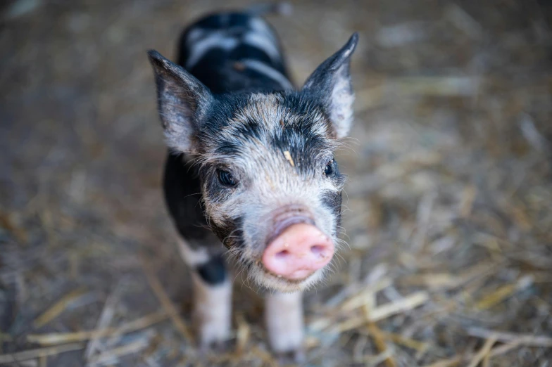 a baby pig standing in a straw field