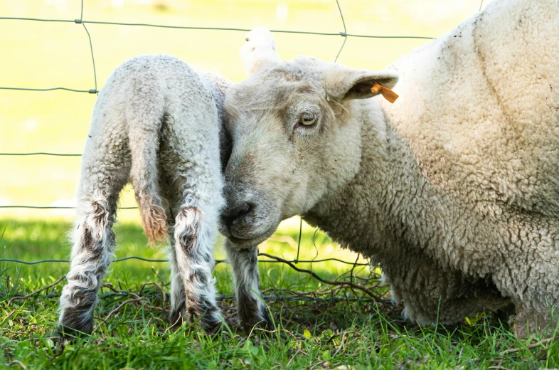 two sheep standing next to each other in a field