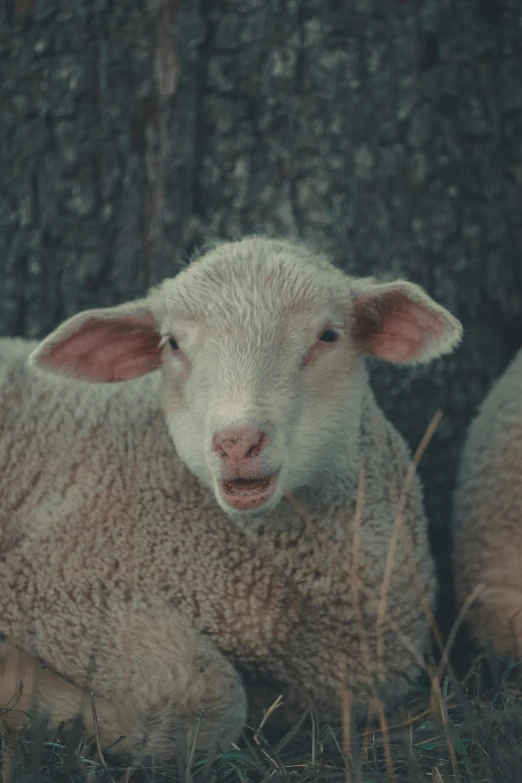 two lambs in a field with a tree behind them