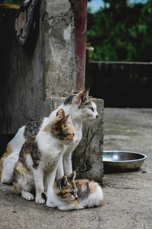 two cats are huddled together on the ground