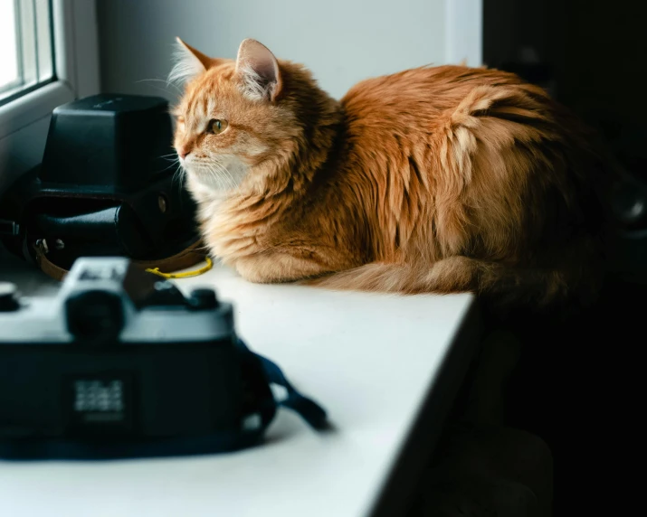 a cat sitting on top of a counter near a camera