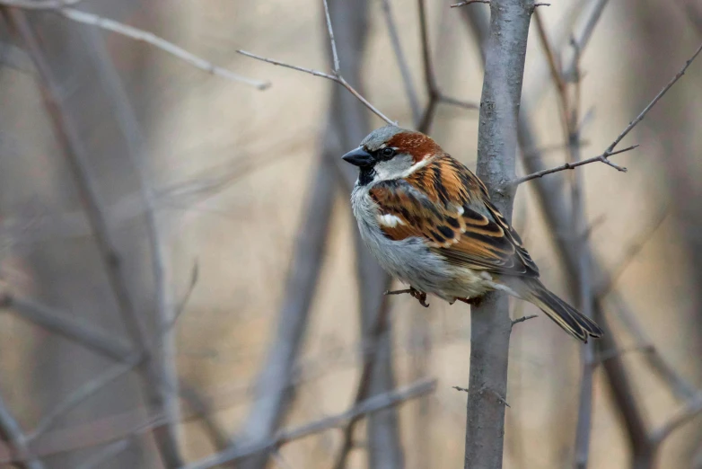 a small bird perches on the limb of a tree