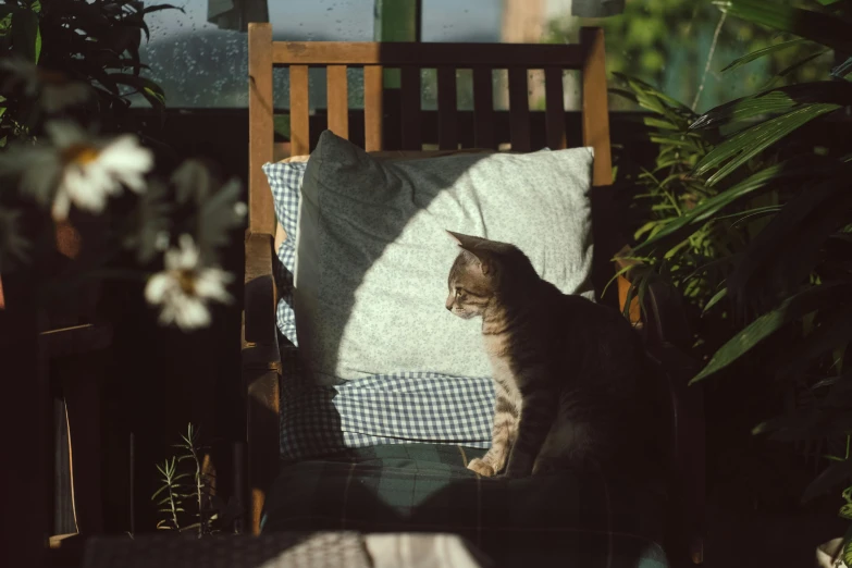 a cat sits on a wooden bench in a sunny room