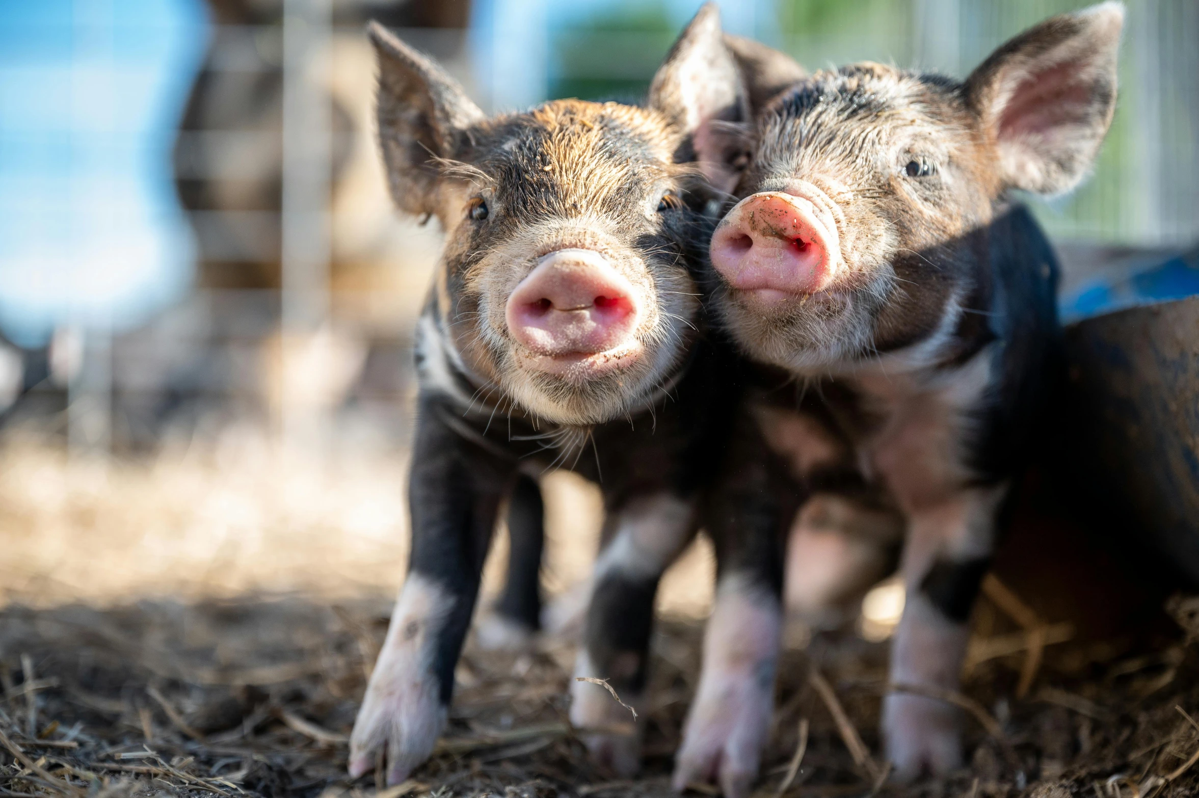 two little pigs cuddle in the dirt near a wire fence