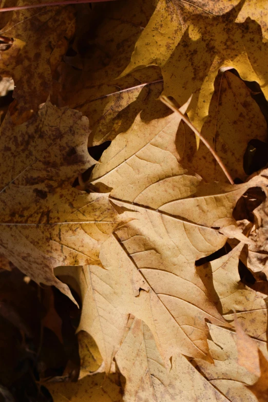 the yellow leaves are all over the ground