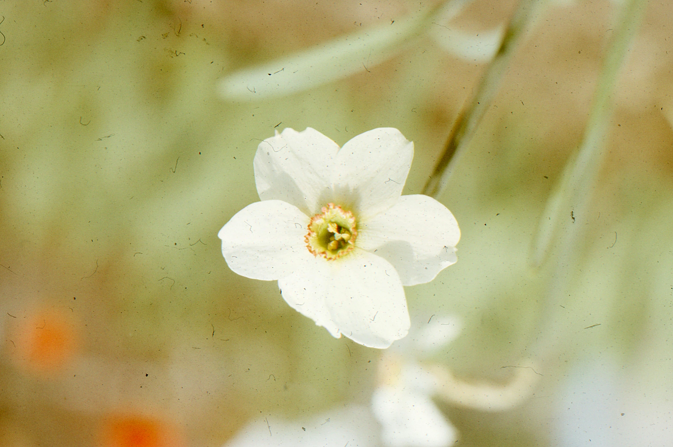 a white flower on the side of the road