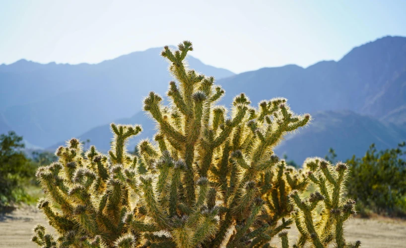 an image of desert scene with cactus trees