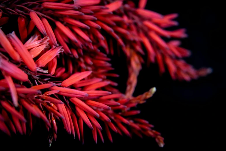 closeup view of red nches on a tree