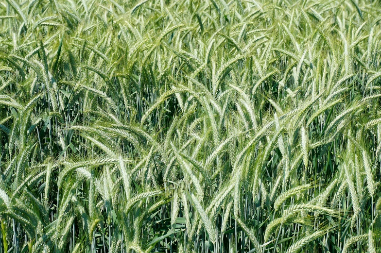 a crop of green wheat stands out in the field