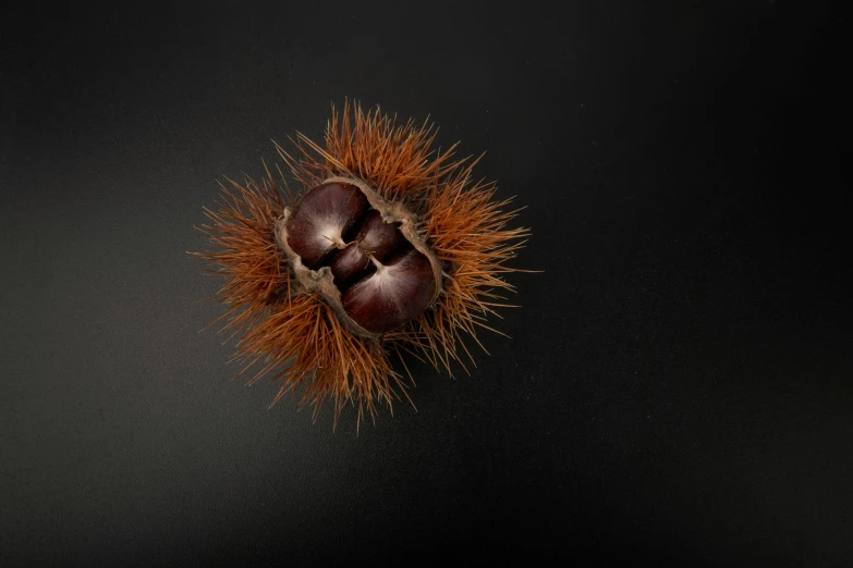 an overhead view of the brown fruit spiky on a black background