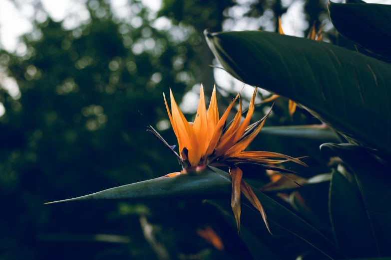 the flowers are on an orange and green plant