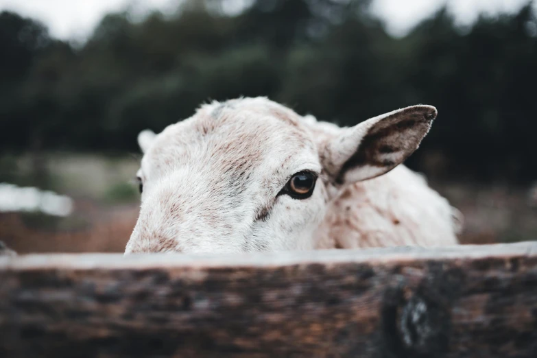 this goat looks like it's looking over the fence