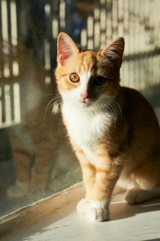 a cat sits by a window and looks ahead