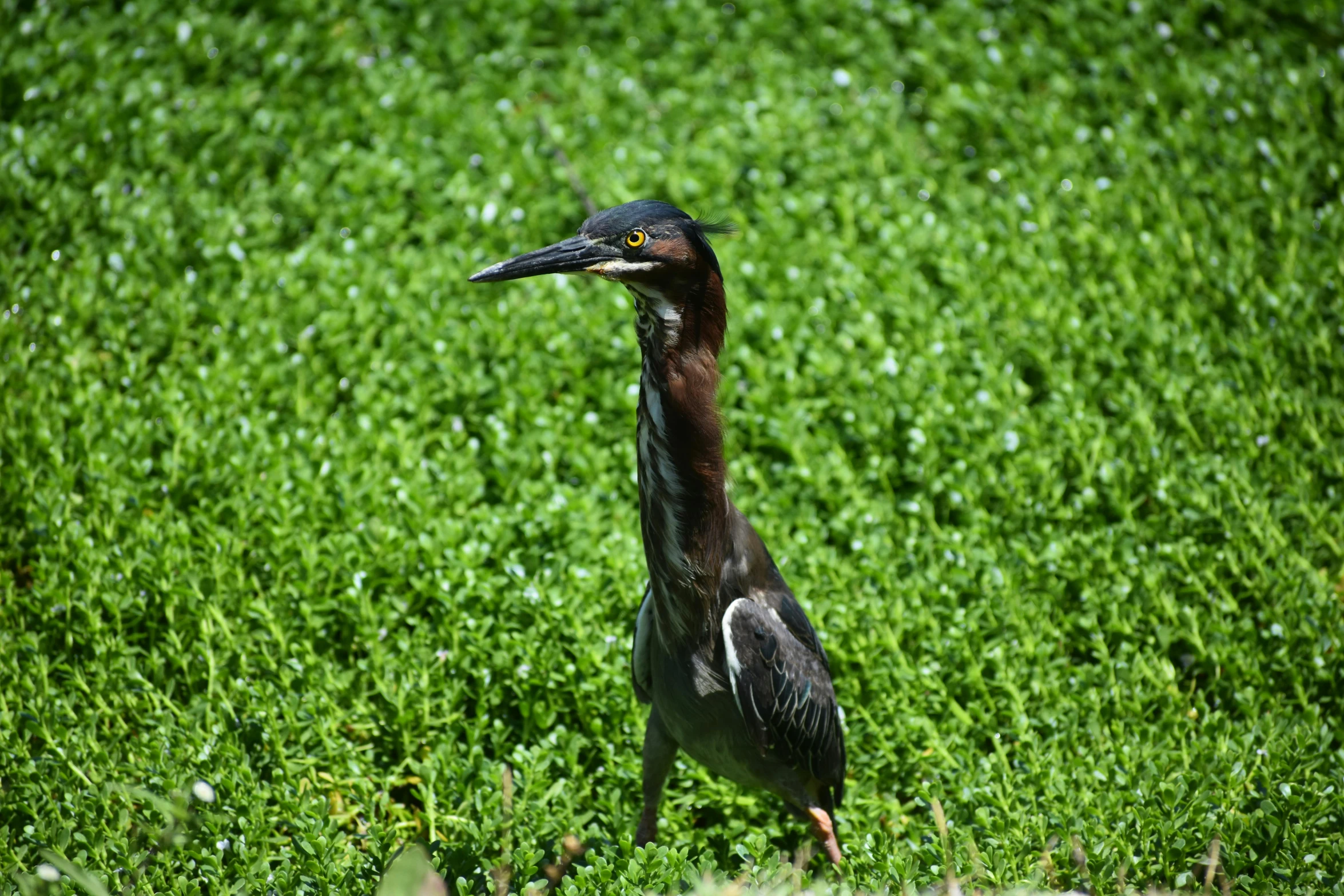 this is a bird with a beak and long legs