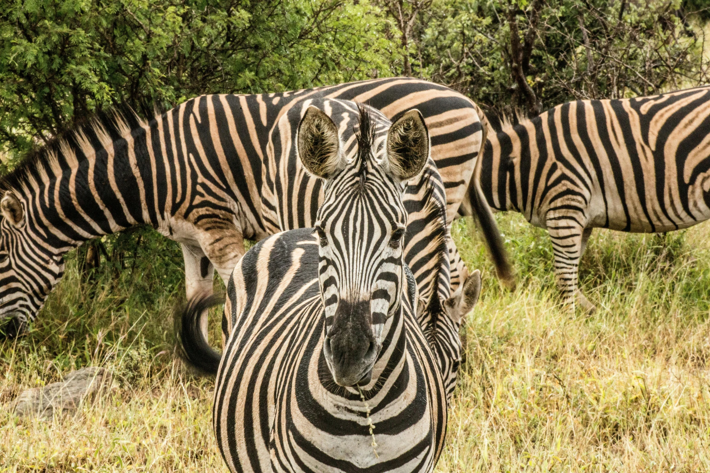 a herd of zes grazing on a green field