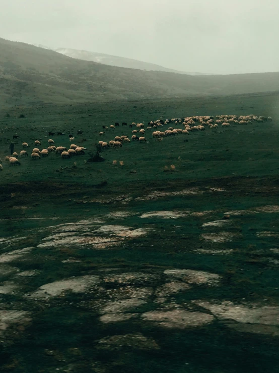 the view of a group of sheep grazing in a green pasture