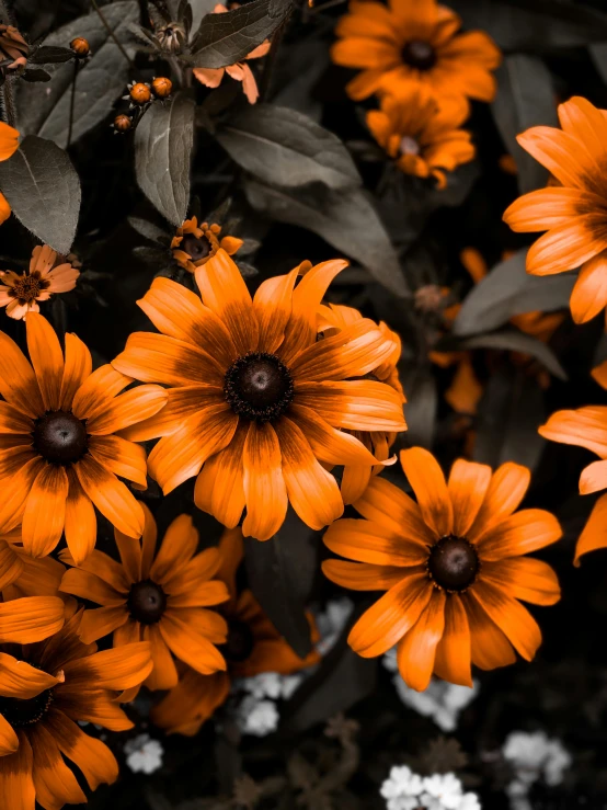 many different kinds of orange flowers are seen