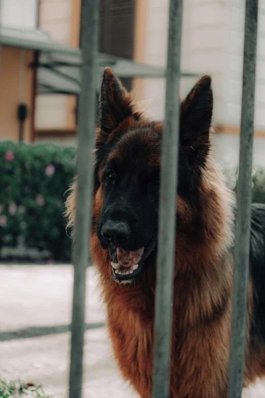 a large furry dog inside a metal fence