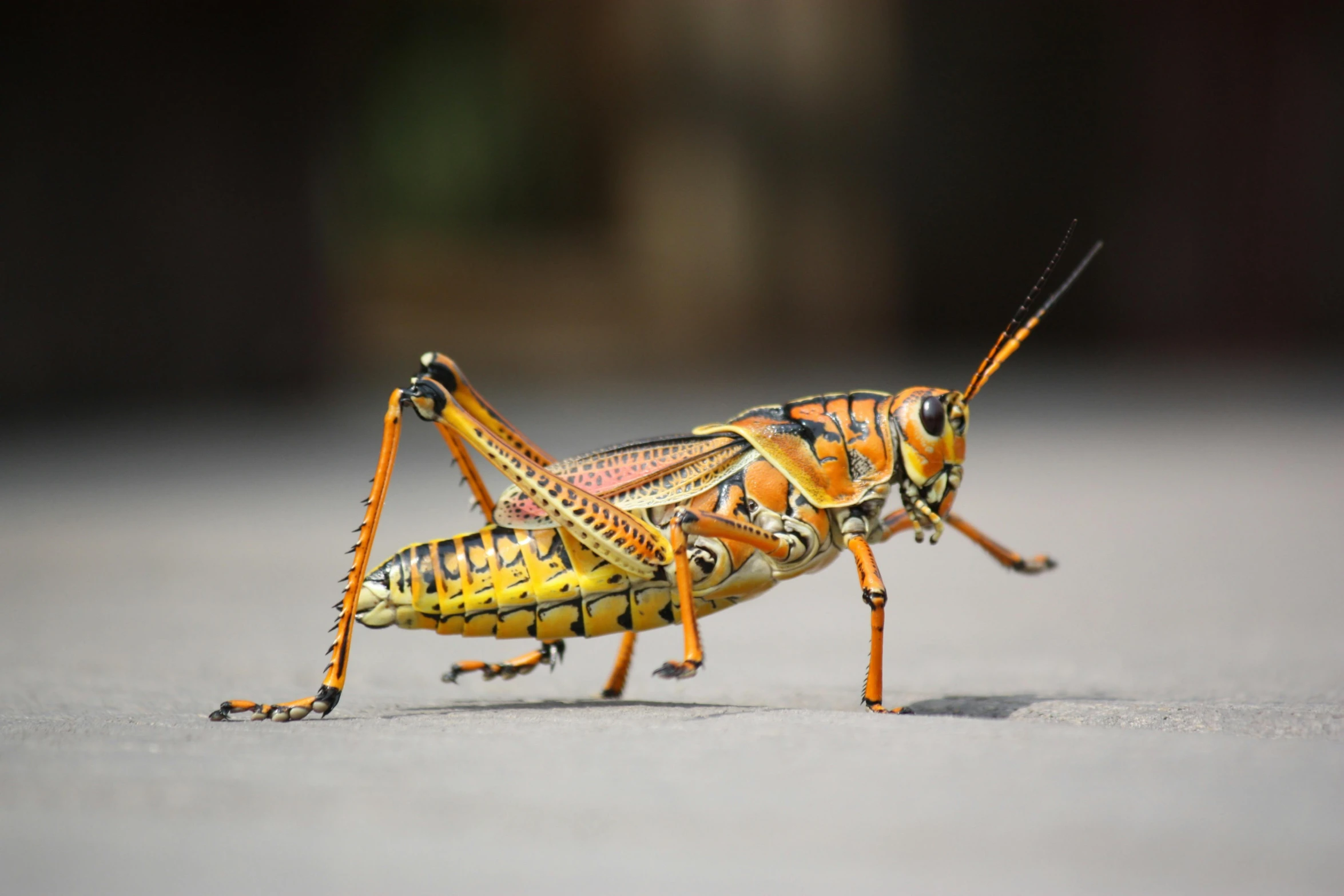 a close up of a grasshopper locus on the ground