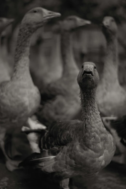 several geese standing in the middle of an area