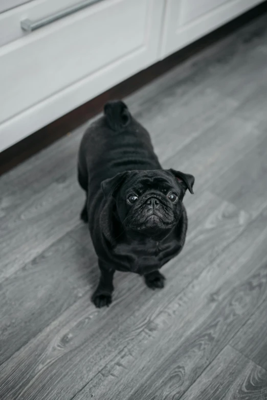 a black pug dog is standing on the wooden floor