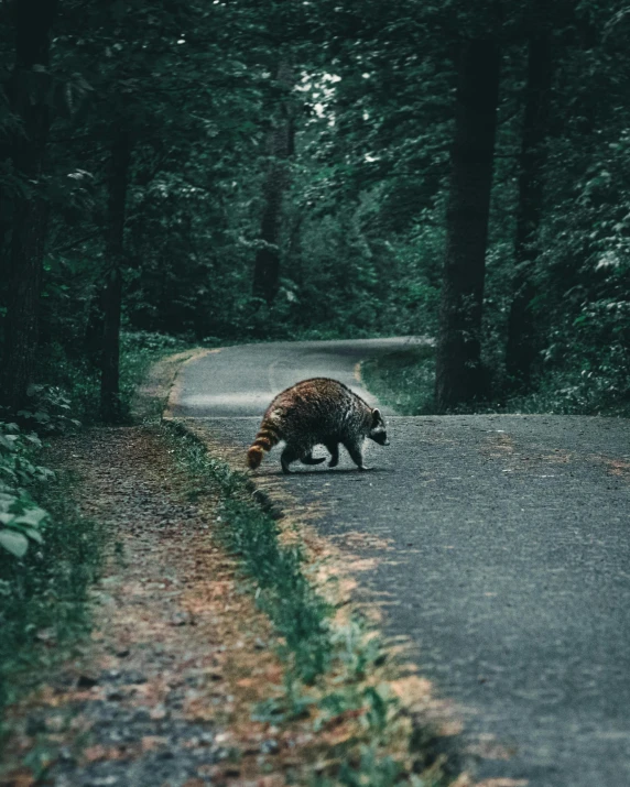 a wild animal walking across a road in the woods