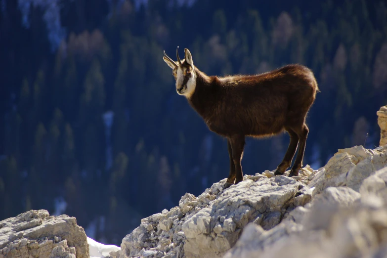 a mountain goat looking away on a rocky cliff face