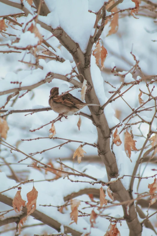 a bird perched on the nches of a tree