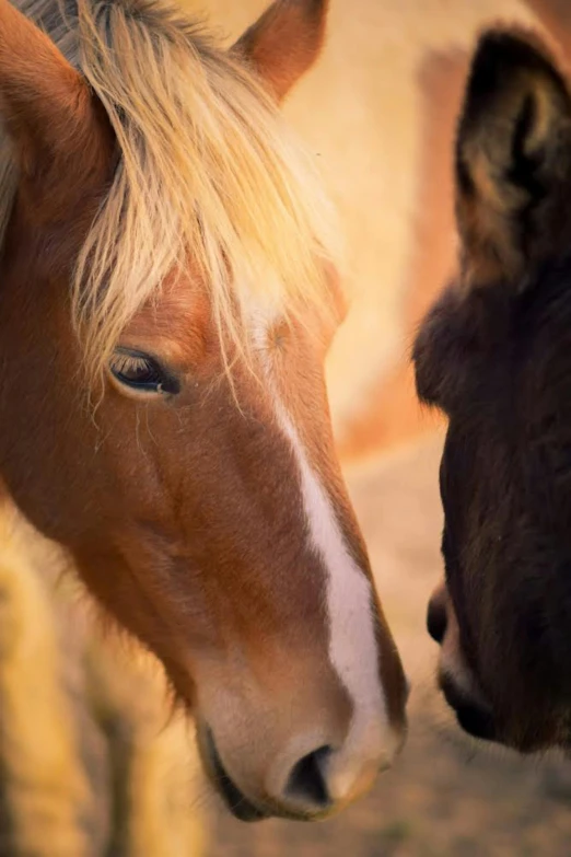 a small horse and a smaller brown horse