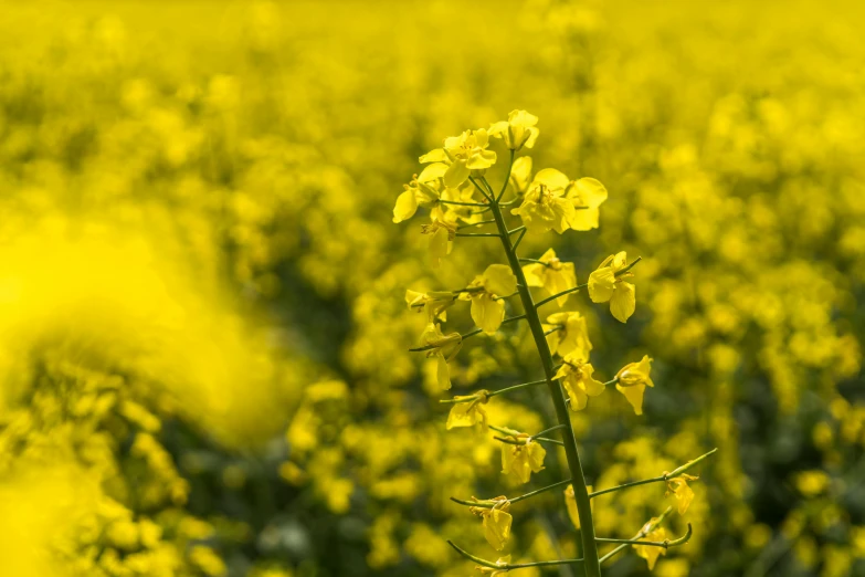 a large plant with yellow flowers in a field