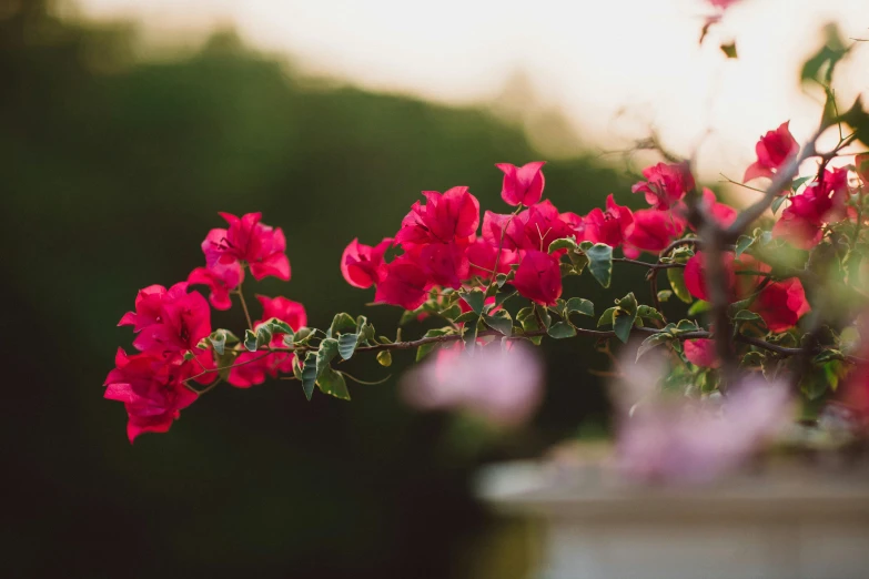 red flowers are blooming outside near a bush