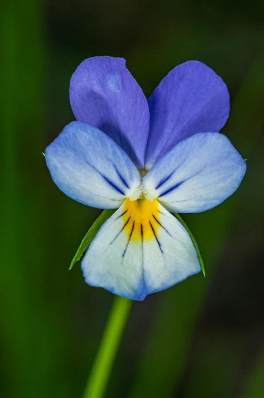 a very pretty blue and white flower with a green background