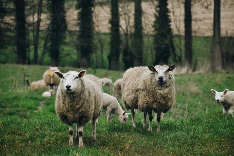 five sheep are walking on the grassy field