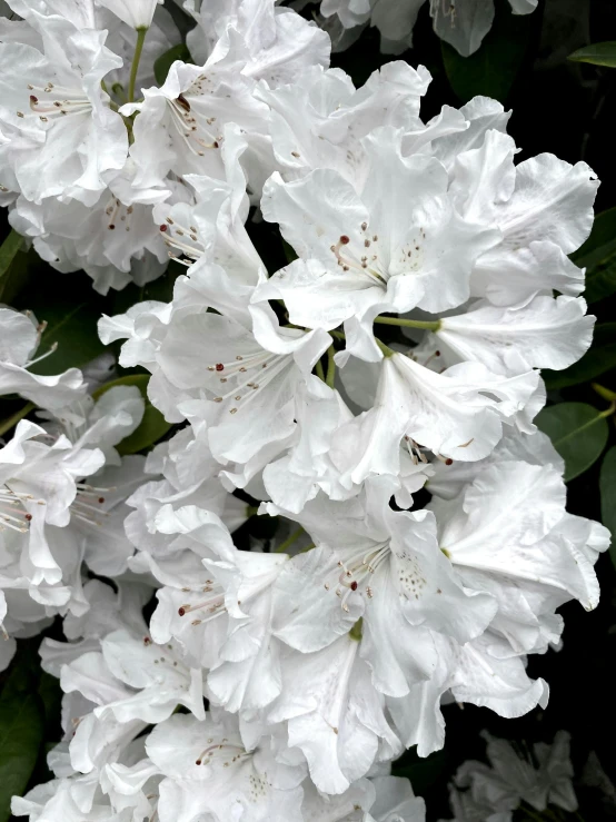 white flowers are in full bloom on a tree