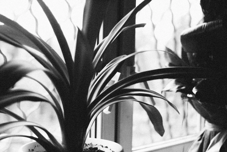 a person is standing near a window with a potted plant